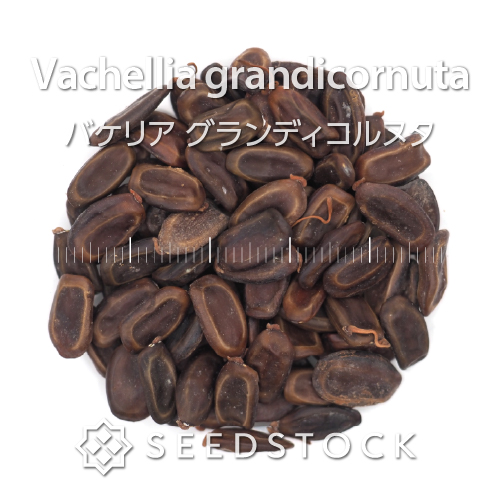 種子] アデニア グミフェラ Adenia gummifera | 塊根植物 コーデックス