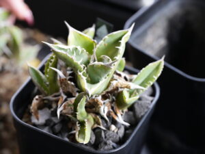 アガベ・オテロイの子株（脇芽・天芽）とは？特徴と育成方法