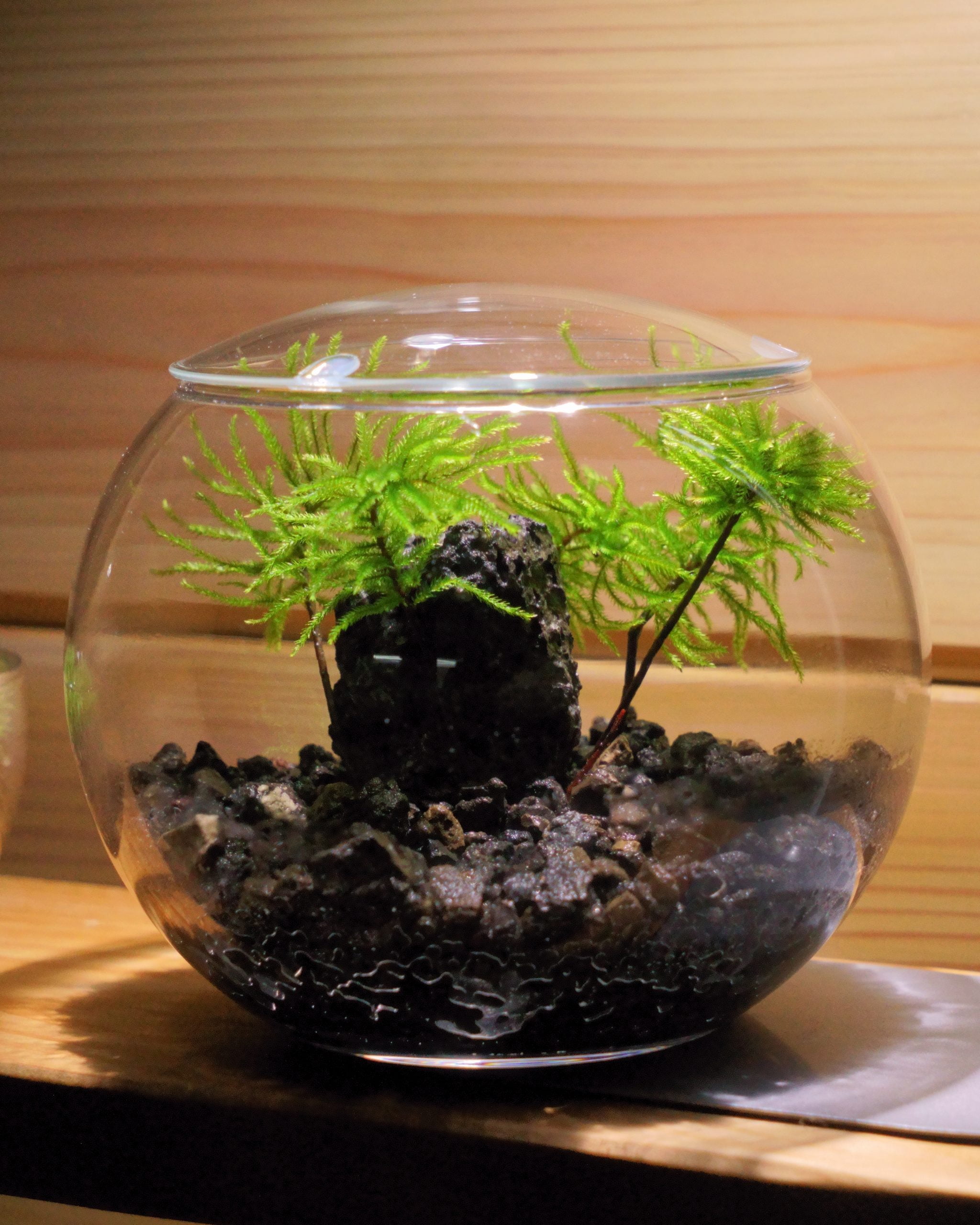 コウヤノマンネングサの苔テラリウムを専用の制作キットで作る | 西予苔園