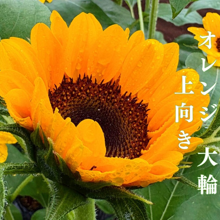 農家直送】ひまわりの切花の通販｜未体験の大輪が魅せる感動のひまわり