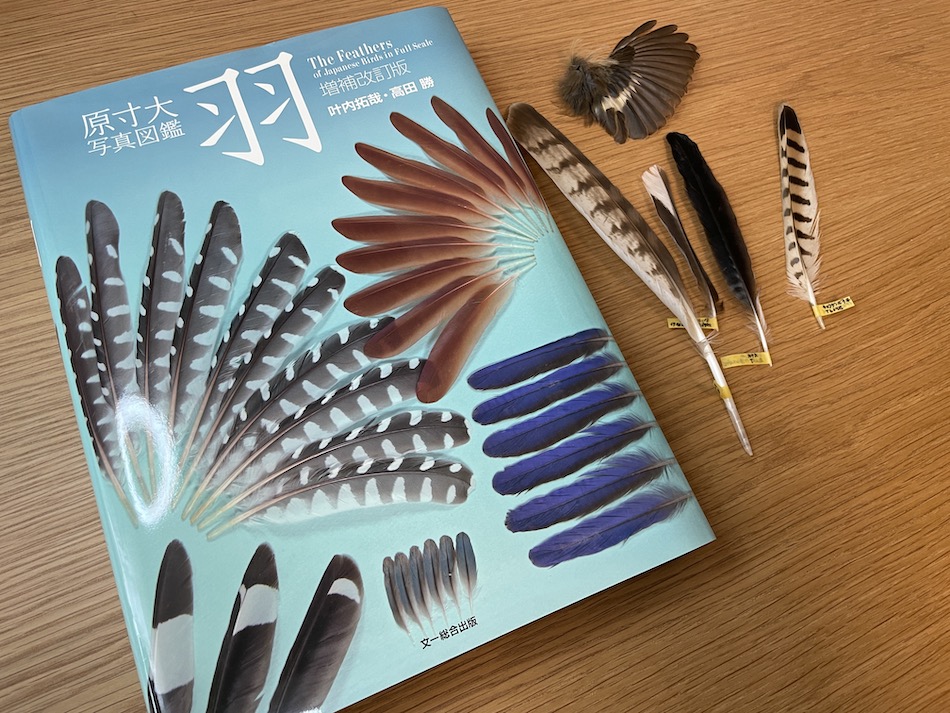 ブックレビュー】原寸大写真図鑑 羽 増補改訂版／叶内拓哉・高田勝