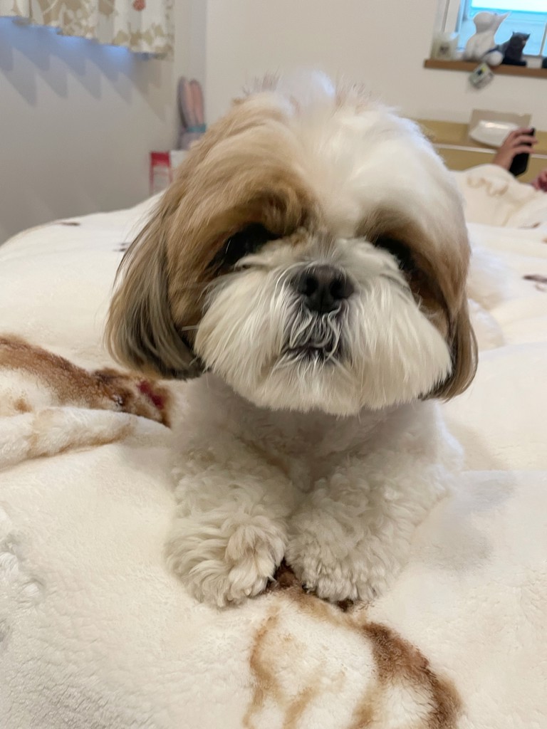 Sleep】シーズー柄 プリント毛布の口コミ一覧 | リアルな口コミ・公式