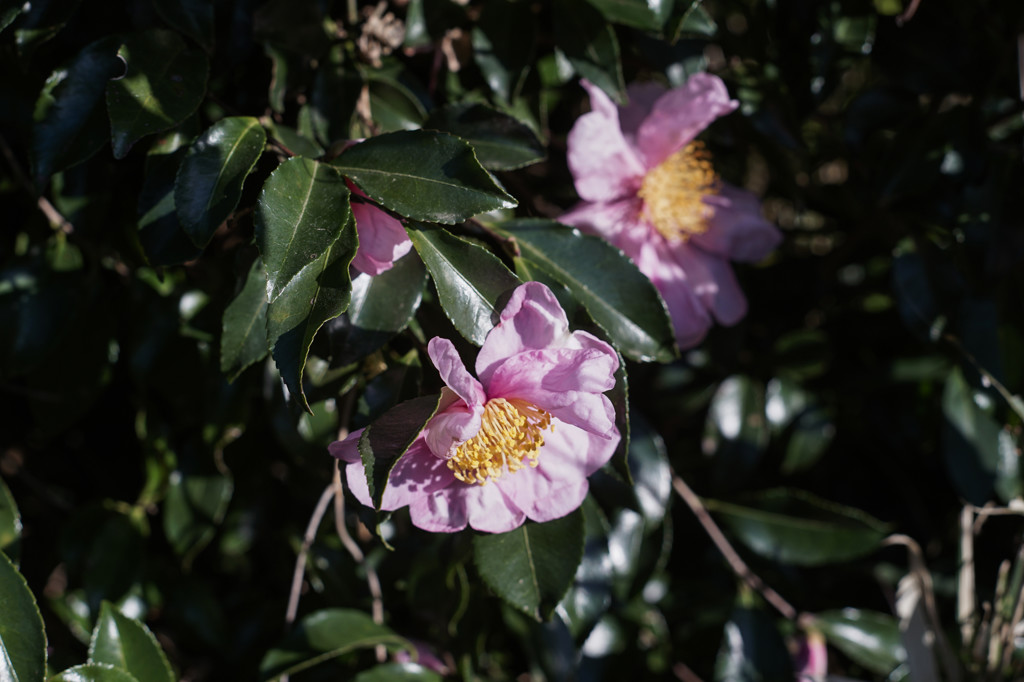 ソニー(SONY) α7II ボディ [ILCE-7M2 B]の買取価格｜ナニワグループ