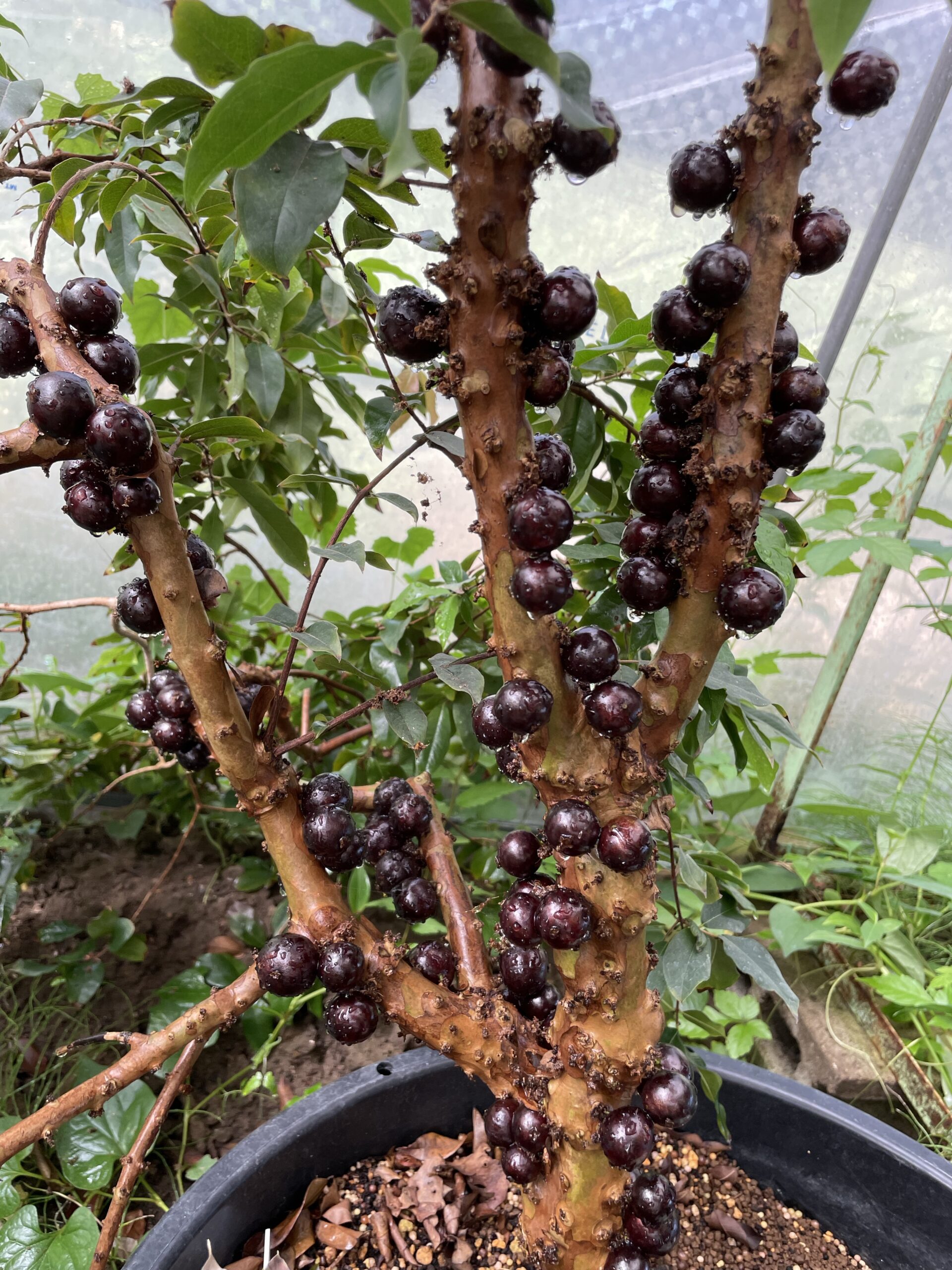 ジャボチカバって美味しいの？【味・育て方・耐寒性】すべてを徹底解析