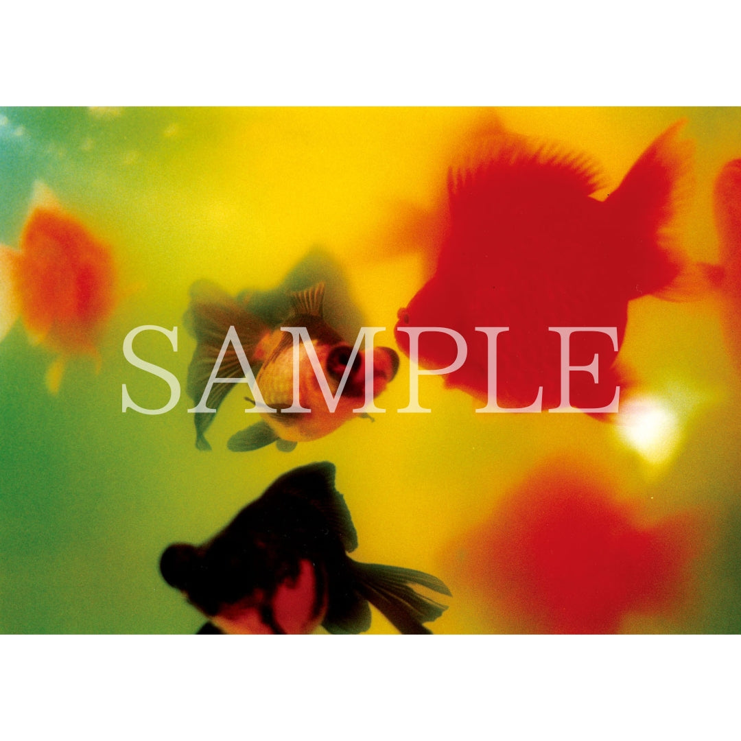 ポストカードセット｜ Liquid Dreams – MIKA NINAGAWA OFFICIAL STORE