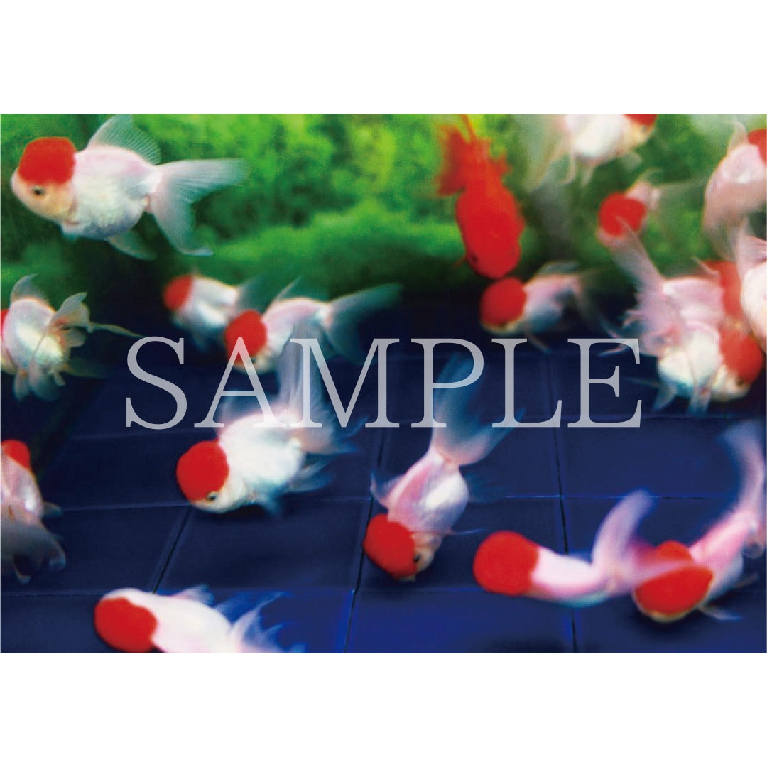 ポストカードセット｜ Liquid Dreams – MIKA NINAGAWA OFFICIAL STORE