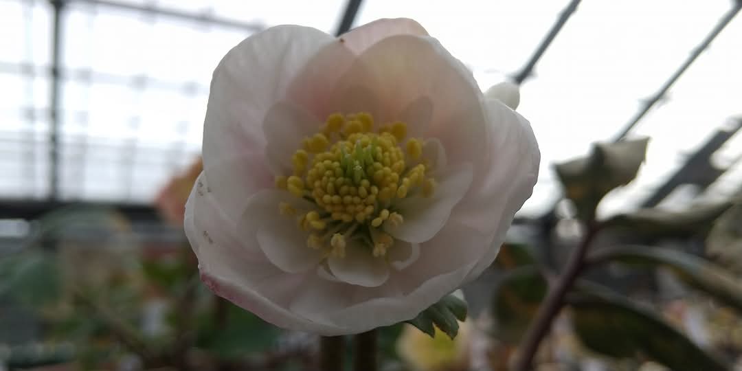 ピンクニゲル セミダブルorダブル 一作開花～開花予定株 | クリスマス