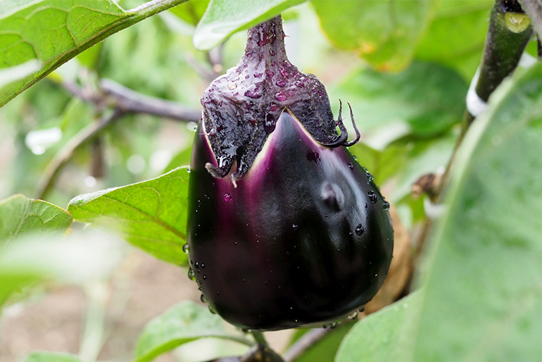 新潟直送計画】長岡産なす 梨茄子（白十全茄子） – しみず農園