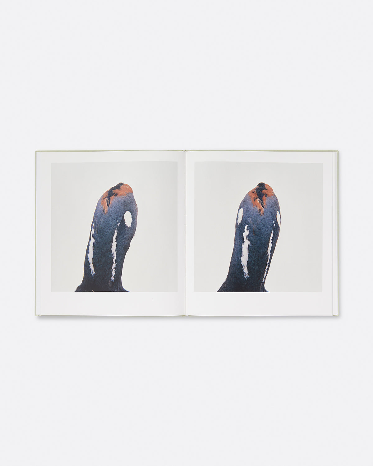 Art Book, Roni Horn: Bird, Hauser & Wirth