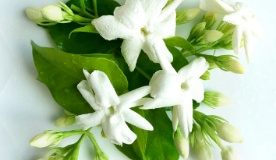 No.3 Royal Jasmine アロマオイル 15ml（単品）(15ml): クレイジー