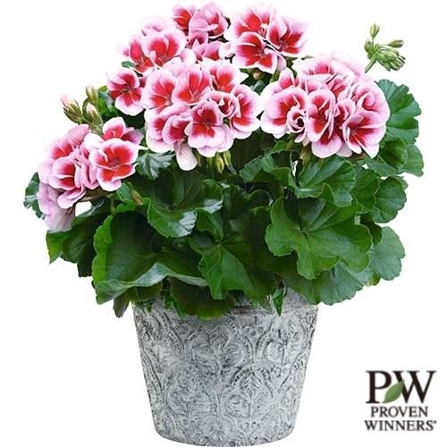 スーパーゼラニウム・チャンピオン ロージー 農水省登録品種（品種名