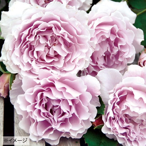 バラ・リベルラ| 種・苗・ガーデニング用品の【タキイネット通販】