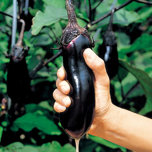 733-ANA016.jpg?202602031613