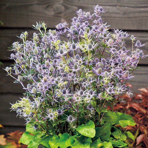 エリンジューム・マジカル パープルラグーン| 種・苗・ガーデニング