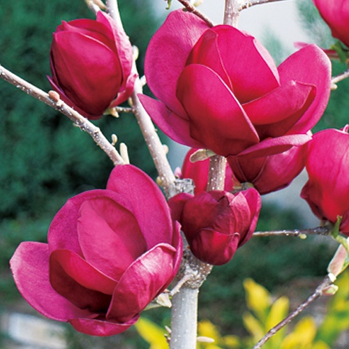 モクレン・ジェニー 農水省登録品種 (品種名：GENIE)| 種・苗