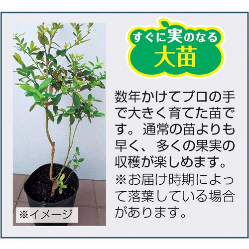 ブルーベリー・シャープブルー【大苗】| 種・苗・ガーデニング用品の