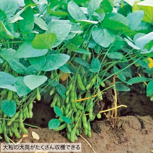 エダマメ・富貴| 種・苗・ガーデニング用品の【タキイネット通販】