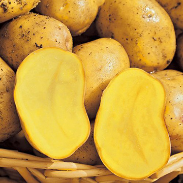 750-NEA413.jpg?202602031613