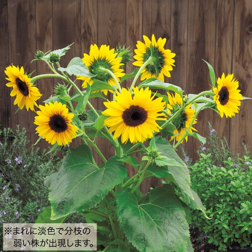 徳用 ひまわり・F1ダンシングサン| 種・苗・ガーデニング用品の