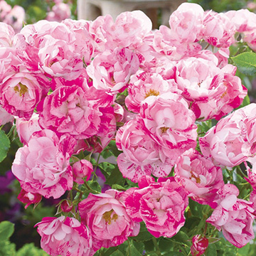 バラ・フラワーカーペット(R)ローズ ピンクスプラッシュ| 種・苗