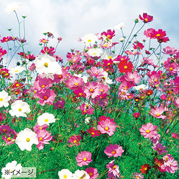 733-FCS107.jpg?202602031613