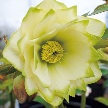 もり子さん専用 クリスマスローズ苗 2個セット もり子さん専用