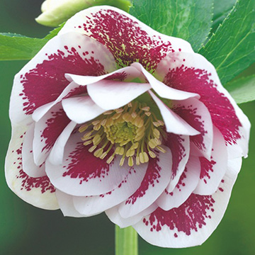 クリスマスローズ・ダブルホワイトブロッチ| 種・苗・ガーデニング用品