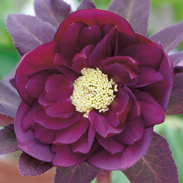 クリスマスローズの苗｜タキイネット通販【公式】