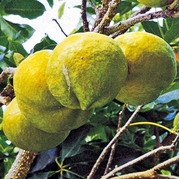 ホワイトサポテ・セッパー(R) ルーク| 種・苗・ガーデニング用品の