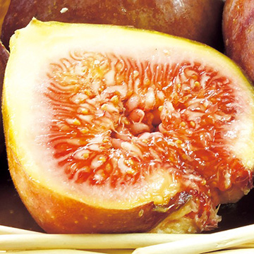 イチジク・早生日本種 【接ぎ木苗】| 種・苗・ガーデニング用品の