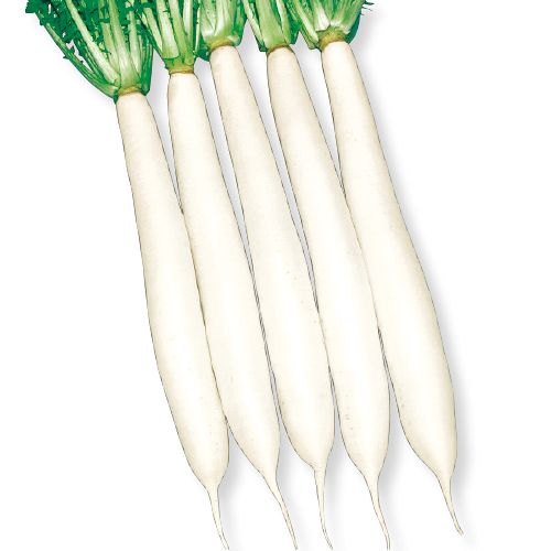 ダイコン・干し理想| 種・苗・ガーデニング用品の【タキイネット通販】