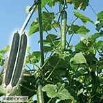 スーパーキュウリ つよっしー（R）苗（5月A）| 種・苗・ガーデニング