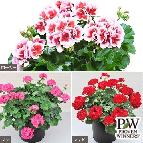 スーパーゼラニウム・チャンピン3種セット| 種・苗・ガーデニング用品