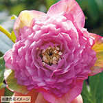 733-NCR310.jpg?202602031613