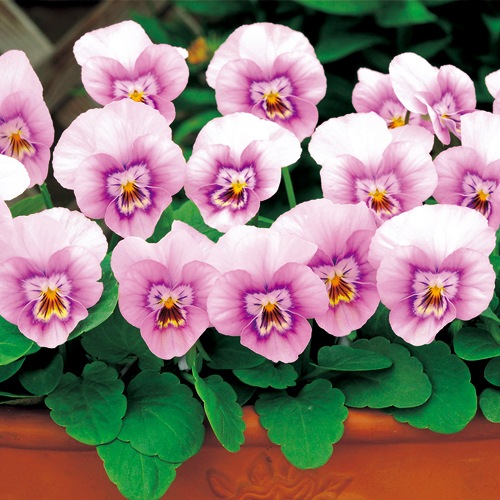 ビオラ・F1ソルベXP ピンクハロー| 種・苗・ガーデニング用品の