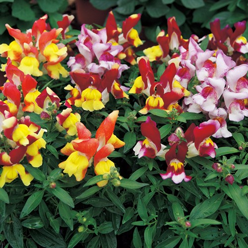 金魚草・F1スナッピー トリカラーミックス| 種・苗・ガーデニング用品