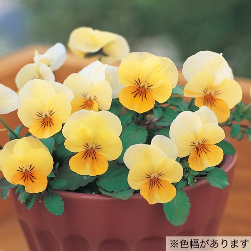 ビオラ・F1フローラルパワー アプリコットリップ| 種・苗