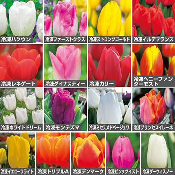 冷凍チューリップ・一重咲きセット| 種・苗・ガーデニング用品の