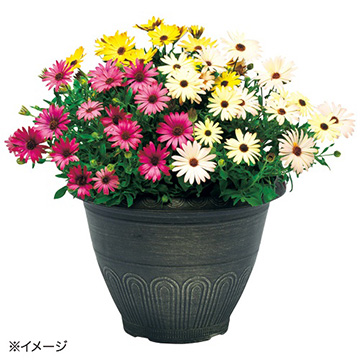 オステオスペルマム・F1アキラ グランドキャニオンミックス| 種・苗