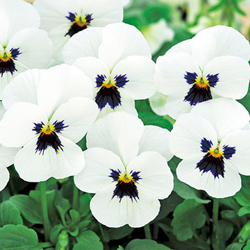 739-FBR866.jpg?202602031613