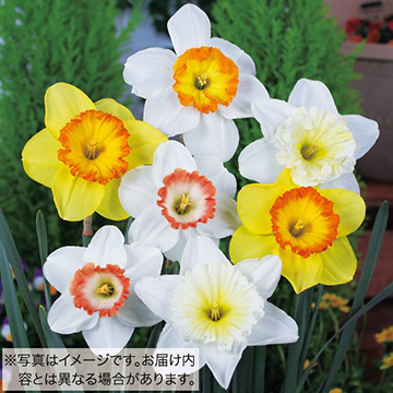 スイセンの球根｜タキイネット通販【公式】