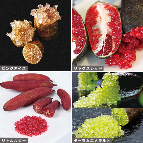 フィンガーライム4種 セット| 種・苗・ガーデニング用品の【タキイ