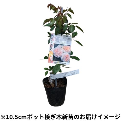 バラ・シェーンハイト 農水省品種登録出願中(品種名:Tan15539)| 種・苗