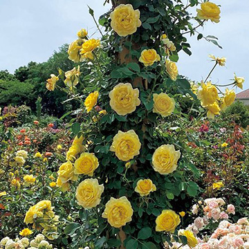 バラ・ライムライト グランディローサ 農水省品種登録出願中(品種名