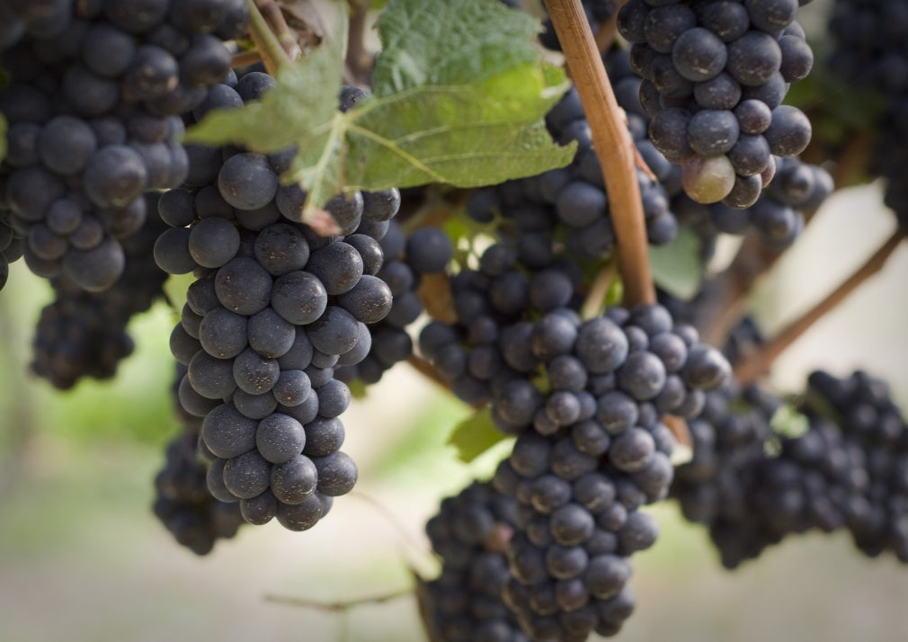 iGS4000 Gel （ジェル）【瞬芽ブドウ種子成分】 – 株式会社フィジカル