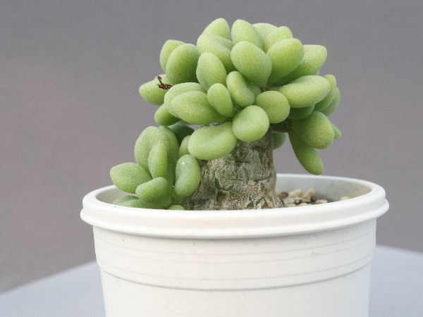 多肉植物・サボテン販売～PICO庵～ / チレコドン属 デシピエンス