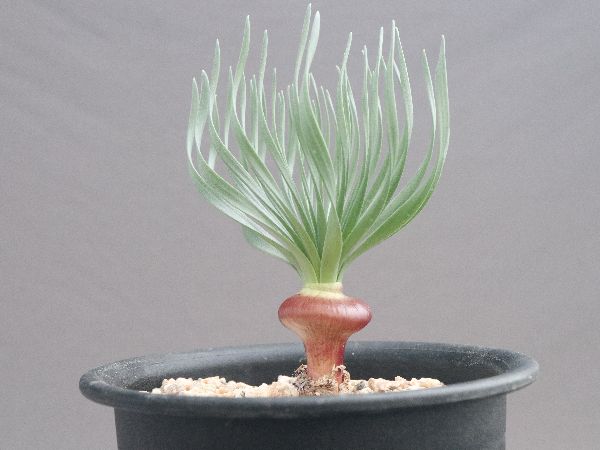 多肉植物・サボテン販売～PICO庵～ / Gethyllis namaquensis（ゲチリス