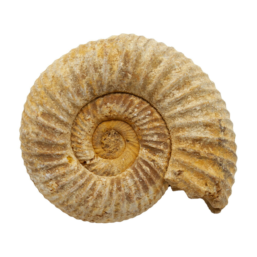 楽天市場】形状お任せ モロッコ産 スポラドセラス アンモナイト L