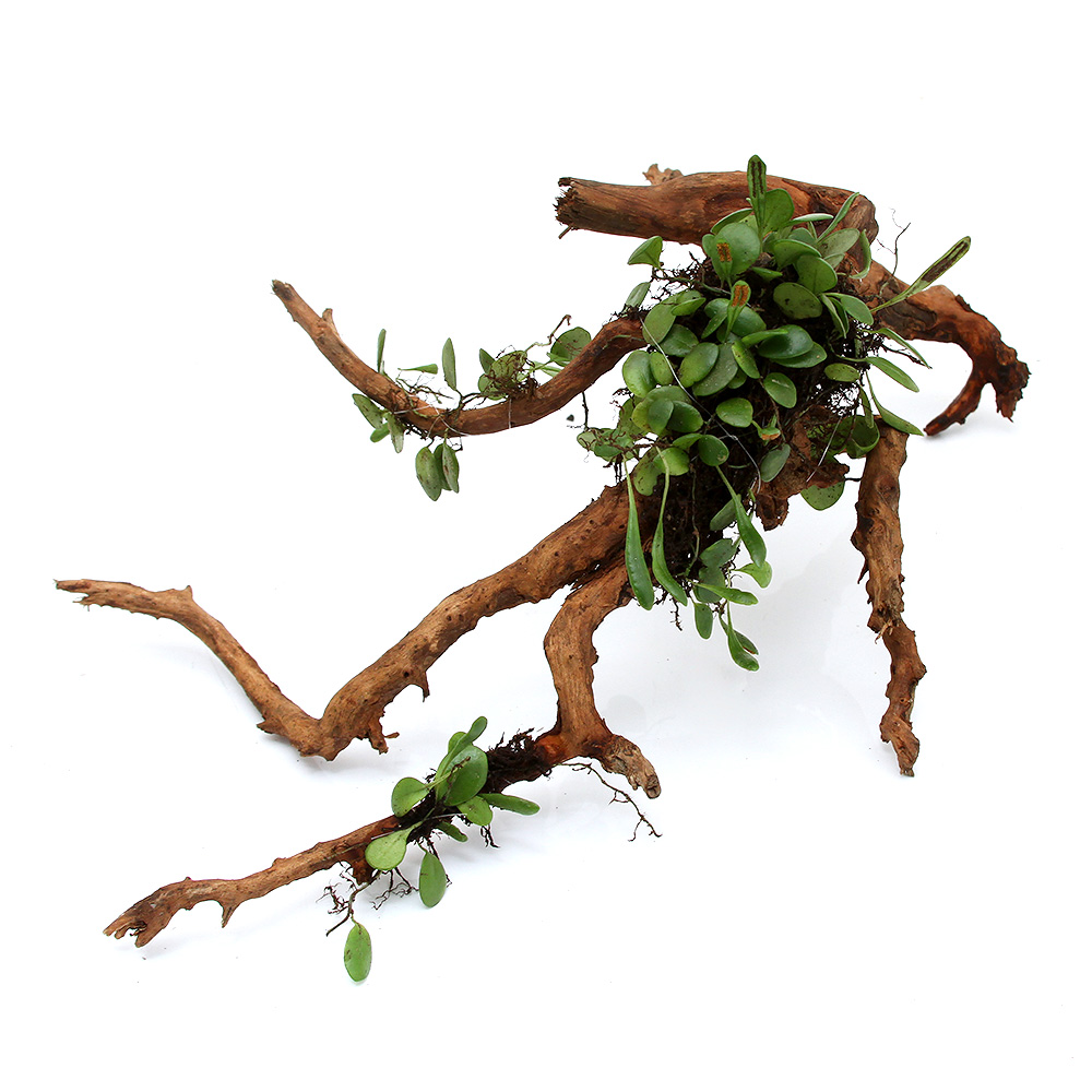 楽天市場】爬虫類ケージ GEX レプテリア クリアネオフィット 180