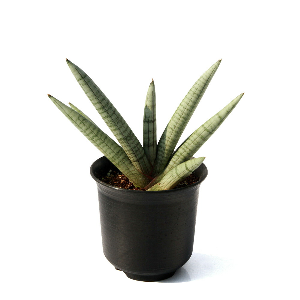 楽天市場】（多肉植物）サンスベリア アブリティアナ 6号（1鉢